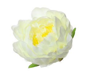 Hlava pivoňka biela p:10cm bal:12ks