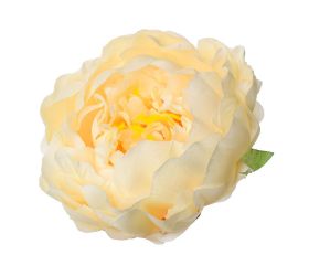 Hlava pivoňka lososová p:10cm bal:12ks