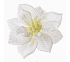 Poinsettia biela klip 12cm