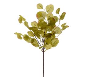 Zápich eukalyptus zel.