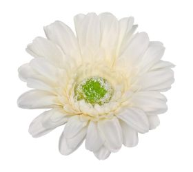Hlava gerbera biela p:12cm bal:24ks