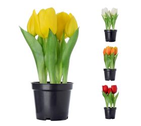 Tulipán mix/f v kvetináčiku 21cm