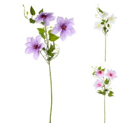 Clematis 3-kvety,listy mix/f 72cm