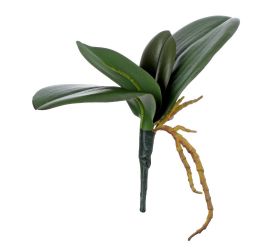 Zeleň listy orchidee 25cm