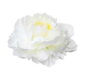 Hlava pivoňka krém priem:10cm bal:12ks