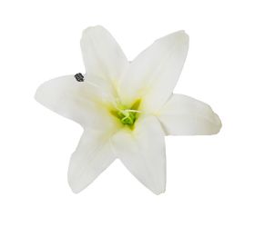 Hlava ľalia ružová 15cm