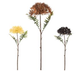 Ks ammi, kvet mrkvy mix/3f 43cm