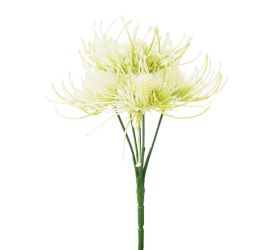 Zeleň chryzantéma x5 krémová 24cm