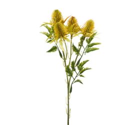 Zeleň eryngium-bodliak x3 žltý 27cm