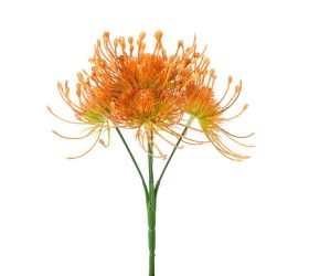 Zeleň chryzantéma x5 oranžová 24cm