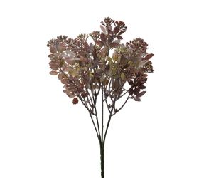 Zeleň sedum bordovo-zelené 30cm