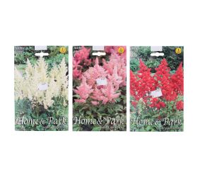 Astilbe pink, red, white