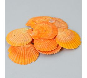 Mušle hneda bag super cena