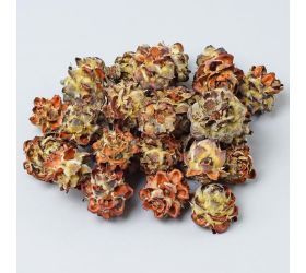 T136 pubescens small 200g