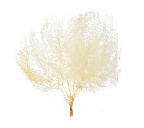 Coral umbrella sušená /zv