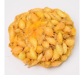 Cibuľa sad.shakespeare 500g