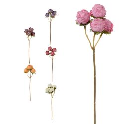 Ks ruža viackvetá bez listov 6f 30cm