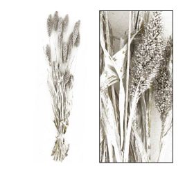 Setaria sušená zv. parta 66x15x6cm