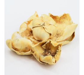 I148w-5 palm cup biel. s/5