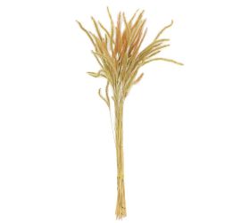 Jačmeň sušina zelená