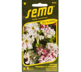 Petunia veľkokv pozdrav z jaroměře 50p