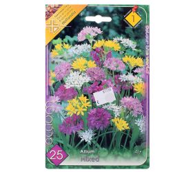 Allium mix ii