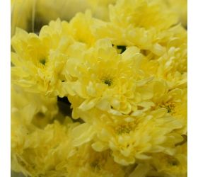 Chryz.euro krémová / ks