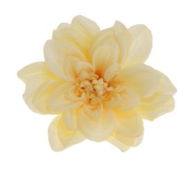 Hlava dahlia 14cm bal.12ks krém