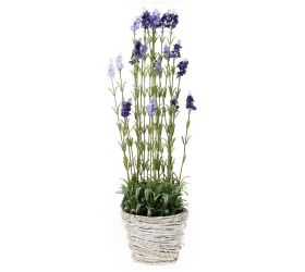 Levandula v ratan, kvetináči(22*16cm) x23 78cm