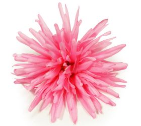 24flk02-0226 hlava chryz. strapatá ruž. priem:13cm bal:12ks