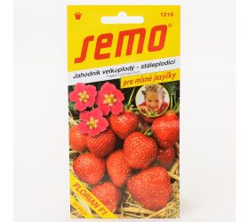 Jahoda florian f1 - veľkoplodá 15s