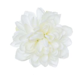 Hlava dhalia biela p:11cm bal:24ks