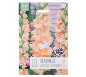 Gladiol great queen elizabeth 10ks