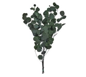 Eucalyptus sušina zelená