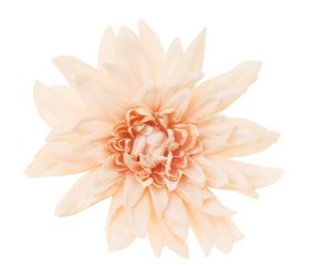 Hlava dahlia 4cm bal.12ks marhulková