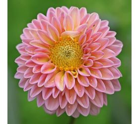 Dahlia duo mix cibuľka