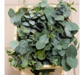 Eucalyptus populus /zv