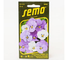 Fialka ostrohatá sorbet ytt