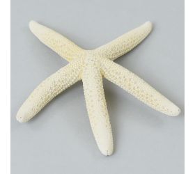 Hviezdica biela super cena