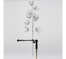 Konár daucus strieborný 70cm