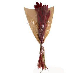 Setaria sušená zv. červená 66x15x6cm