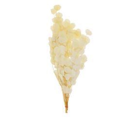 Eucalyptus sušina biela