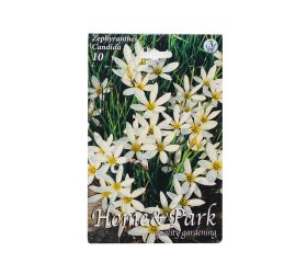 Zephiranthes candida