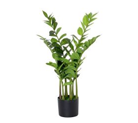Zeleň zamioculcas v črepníku 75cm