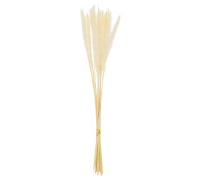 Pampová tráva sušina