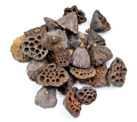 T189 lotus 3-5cm s/25