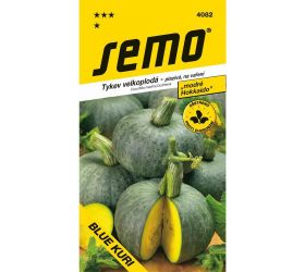Tekvica blue kuri - modré hokkaido 7s.