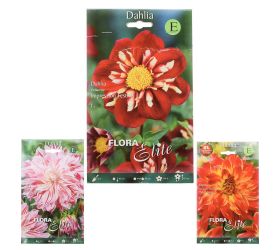 Dahlia exclusive mix