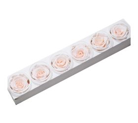 Ruža preparovaná 6,5cm pink blush /ks