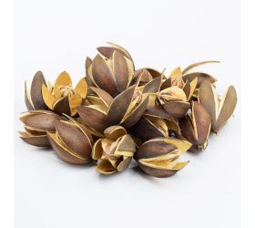 I117npacz lily susz s/20